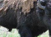 NEWS! MT-WY Tribal Leaders Council Pass Strong Buffalo Resolution