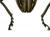 Napoleon's General Dejean Greatest Beetle Collectors