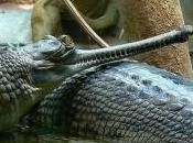 Featured Animal: Gharial