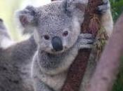 Featured Animal: Koala