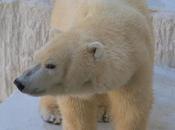 Schoolboy’s Death Investigated; Blow Environmental Lobby Scientist Suspended Over Polar Bear Report