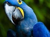 Featured Animal: Macaw
