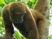 Featured Animal: Woolly Monkey