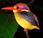 Featured Animal: Kingfisher