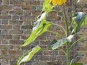 Sunflower Soars 23ft Heads World Record