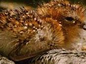 WORLD FIRST: Spoon-billed Sandpiper Chicks Hatch Captivity