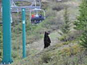 Grizzly Bear Viewing Lake Louise