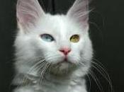 Featured Animal: Turkish Angora