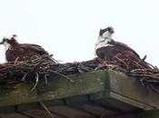 Osprey Have Returned Their Nest Young’s Point Ontario
