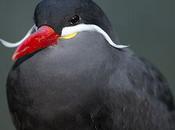 Inca Tern: Magnificently Mustached Bird