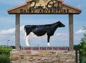 Last Week Visited Dairy Farm Fair Oaks Sit...