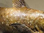 Scientists Sequence Genome 'Living Fossil' Fish