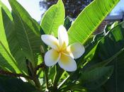 Good Year Frangipani