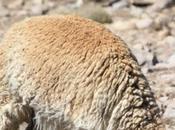 DAILY PHOTO: Vicuña Peruvian Wilds