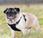 Sniffed Owner’s Breast Cancer: Meet ‘wonder Pug’