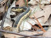 Eastern Garter Snakes Basking Thickson’s Woods Whitby