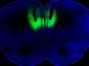 Light Shine Addiction Optogenetics