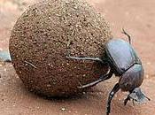 Dung Beetle Award Goes To...