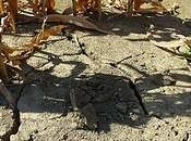 Restoring “Desertified” Land