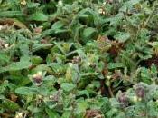 Plant Week: Nonea Lutea