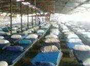 Chicken Hotel Meron b'Omer Travelers