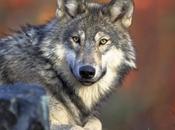 BREAKING NEWS: National Wolf Delisting Plan Moving Forward!