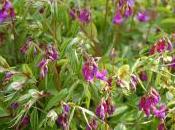 Plant Week: Lathyrus Vernus