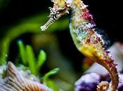 Spectacular Seahorses Seadragons