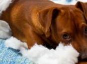 Overcoming Your Dog’s Separation Anxiety