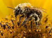 Bee-Harming Pesticides Banned Europe