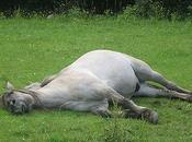 Scientists Ask: Horses 'Lazy' Just Bored?