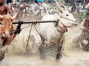 Maramadi Bull Surfing Festival