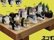 Bizarre Pictures Cats Dressed Look Like Sushi