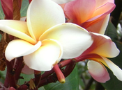 Colour Inspiration: Tropical Flowers