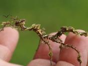 Creation: Moss Mimic Stick Insect
