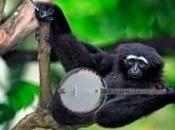 Somebody Asked Gibbon Playing Banjo Image Again…..