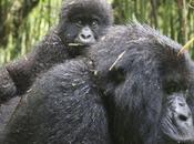 Mountain Gorilla Mother Baby Photo