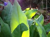 126/365 Once More Unto Garden...