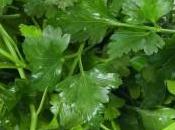 Nutritionists Advise: Parsley’s Magical Power Cleanse Kidneys