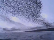 Murmuration