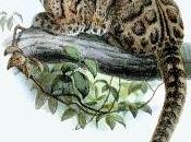 Clouded Leopards Confirmed Extinct Taiwan