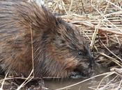 Muskrats Eating, Swimming, Diving Cranberry Marsh Whitby