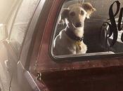 Dramatic Portraits Reveal Silence DOGS CARS!