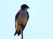 Tree Swallows Sighted Thickson’s Woods Land Trust Whitby