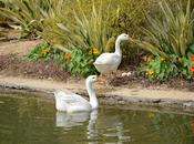 Lodi Gardens, Delhi (Photographs)