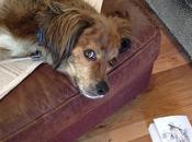 Lazy Blogger Your Service