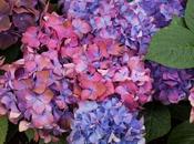 More Bigleaf Hydrangeas