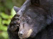 Dream Black Bear Pursuit Elizabeth Road Strictly Come Dancing