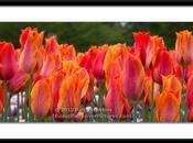 Photo: Nino Tulips