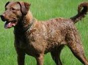 Featured Animal: Chesapeake Retriever